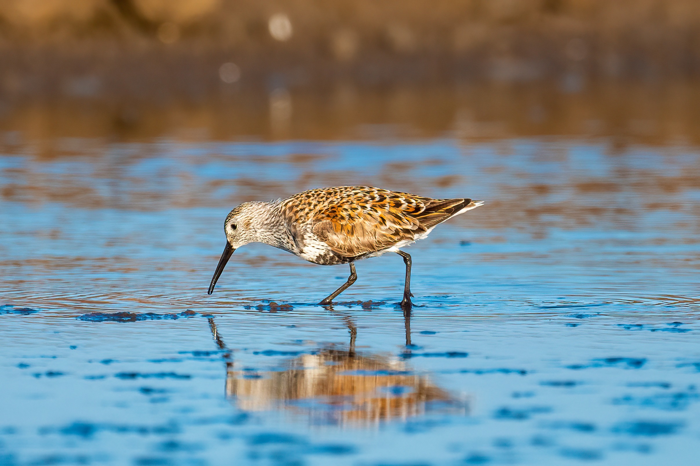 Dunlin